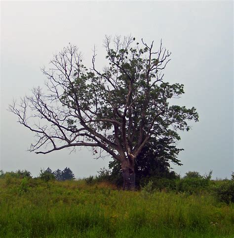 The devil tree - Evil trees are Distractions and Diversions available to both members and free-to-play players. Two separate evil trees may be interacted with daily, nurturing or chopping will yield xp which counts as interaction, inspecting does not. Nurturing and chopping the same evil tree will count as one daily limit. Resets are at 00:00 UTC.